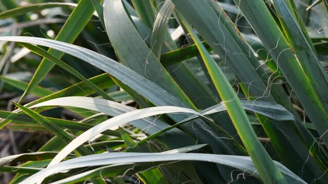 a yucca bush grows in a flower bed