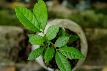 Litchi seedlings start to grow in the garden before she moves in for planting, isolated against a blurred background