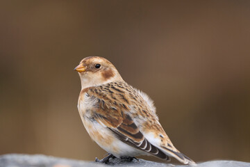 Snow Bunting (Plectrophenax nivalis) in winter in the highlands of Scotland, United Kingdom.