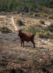 cabra, animal, granja, hierba, mamíferos, verde, prado, naturaleza, pastizal, natural, rural, orejas, pelaje, pelos, campo, luz solar, manada, primaveral, ojos, rustico, monte, montaña, tarros, fondo
