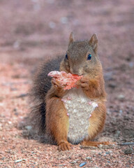 Un écureuil roux femelle qui mange un morceau de pastèque