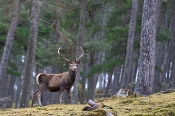 Red Deer stag (Cervus elaphus) standing amongst trees in a pine woodland in the highlands of Scotland, United Kingdom.