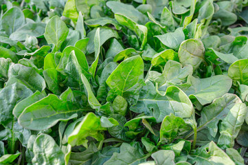 間引き前の家庭菜園のホウレンソウ