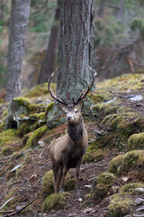 Red Deer stag (Cervus elaphus) standing amongst trees in a pine woodland in the highlands of Scotland, United Kingdom.