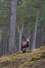 Red Deer stag (Cervus elaphus) standing amongst trees in a pine woodland in the highlands of Scotland, United Kingdom.