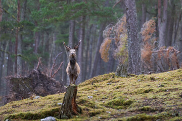 Red Deer stag (Cervus elaphus) standing amongst trees in a pine woodland in the highlands of Scotland, United Kingdom.