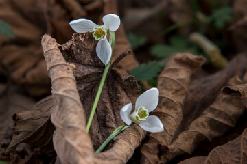 two flowers on the fall