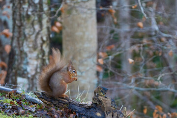 Red Squirrel (Sciurus vulgaris) eating a nut in woodland during winter in the highlands of Scotland, United Kingdom.