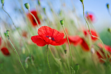 Naklejka premium Flowers Red poppies blossom on wild field.