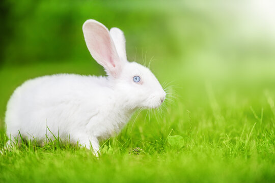 White little rabbit on the green grass. Beauty in nature. Easter bunny