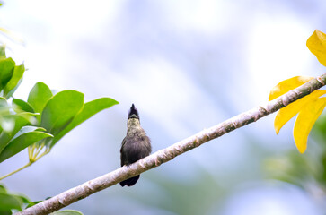Antillean Crested hummingbird perched on a branch in a botanical garden on the island of Barbados.