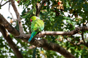 Cute, Rose-ringed Parakeet in the wild perched in a tree.