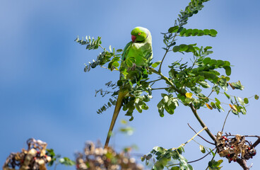 Rose-ringed Parakeet perched in the wild preening on top of a tree in the blue sky and sunlight.