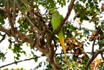 Rose-ringed Parakeet, Psittacula krameri, perched in the shade of a tree in a park located in...