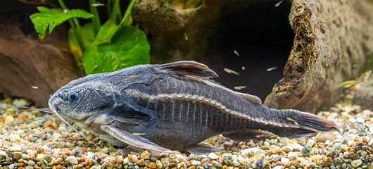 Close-up view of a Raphael Catfish (Platydoras costatus)