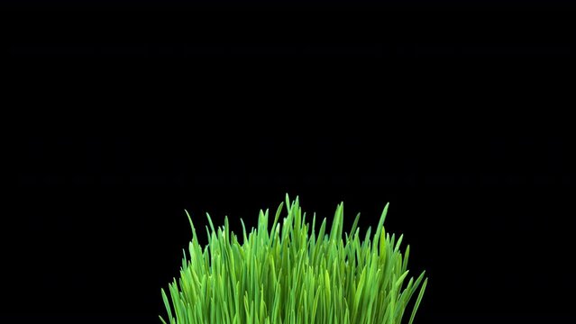 Grass, oats growing on a black background, oats for sprouting, microgreens. Goods for health, immunity. Time interval. Place for text