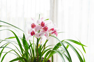 窓辺のシンビジューム