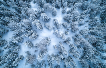 Verschneiter Nadelwald mit einer einzelnen Skispur zwischen den Bäumen.