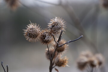 dry burdock seeds