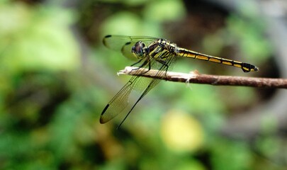 Dragonfly 