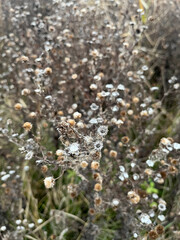 Closeup of false yellowhead dried flowers with selective focus on foreground