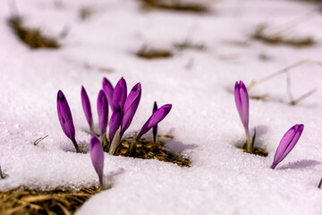 Fototapeta na wymiar krokus, krokusy , kwiat, kwiaty, przedwiośnie, wiosna, zima, śnieg, góry , zakopane, tatry
