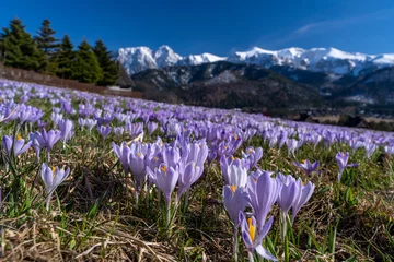 Foto auf Acrylglas krokus, krokusy , kwiat, kwiaty, przedwiośnie, wiosna, zima, śnieg, góry , zakopane, tatry © Daniel Folek