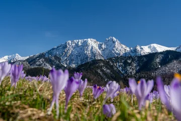 Stoff pro Meter krokus, krokusy , kwiat, kwiaty, przedwiośnie, wiosna, zima, śnieg, góry , zakopane, tatry © Daniel Folek