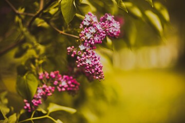 Beautiful purple fragrant lilac flowers bloom on the green branches of the bush on a bright warm sunny spring day. Nature.