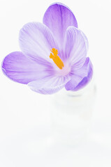 corolla di crocus sativus in fiore in un contenitore in vetro isolato su sfondo bianco