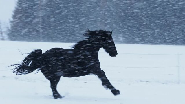 Friesian stallion running in winter field. Black Friesian horse runs gallop in winter.