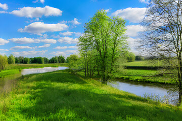 Summer landscape with tree and river. Blue sky with white clouds, forest in the background, a bend in the river, a tall green tree in the foreground in a clearing.