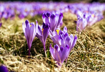 Selbstklebende Fototapeten krokus, krokusy , kwiat, kwiaty, przedwiośnie, wiosna, zima, śnieg, góry , zakopane, tatry © Daniel Folek