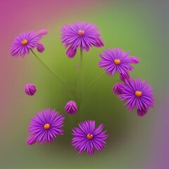 Fototapeta premium Ranunculus flowers