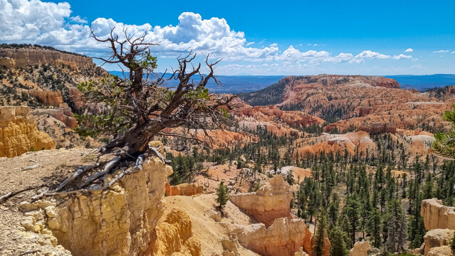 Old tree Bristlecone Pine (Pinus longaeva) with panoramic view on sandstone rock formations on Fairyland hiking trail in Bryce Canyon National Park, Utah, USA. Hoodoo rocks in natural amphitheatre