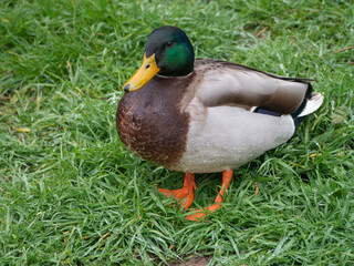 Male Mallard Duck