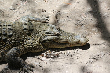 Zähne, gefährlich, Krokodil, Reptil, Alligator, 