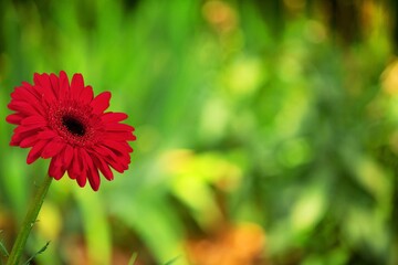 Red fresh bright flower on green background