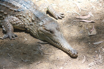 Zähne, gefährlich, Krokodil, Reptil, Alligator, 