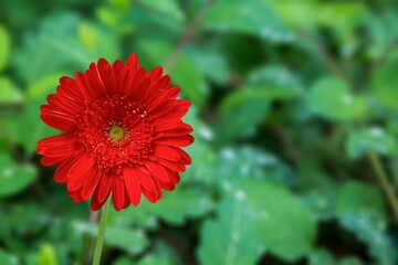 Red fresh bright flower on green background