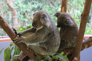 koala, australien, beuteltier, eucalyptus, tierpark, ast