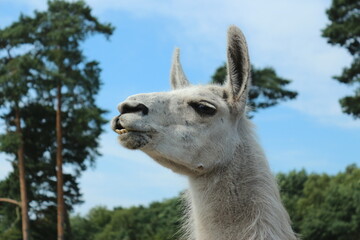 Obraz premium Lama, Alpaka, Wolle, weiß, weich Fell