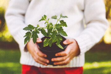 Adorable little toddler boy holding green tomato plants seedling in hands. Cute child learn gardening, planting and cultivating vegetables in domestic garden. Ecology, organic food.