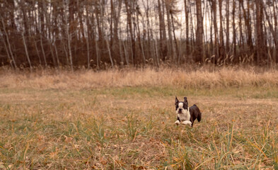 Naklejka na ściany i meble A cute Boston Terrier puppy runs through an autumn meadow front view. Copy space, soft focus
