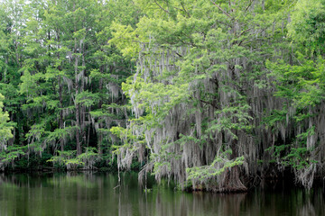 Georgia swamps