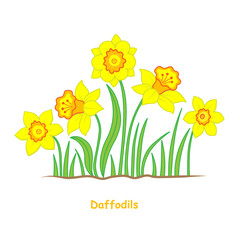 Yellow Daffodils isolated on a white background