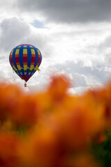 Tulip Farm, Portland, Oregon