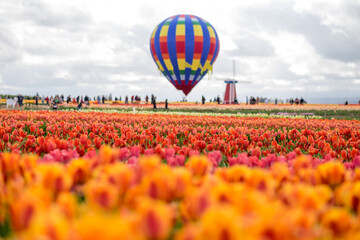 Fototapeta premium Tulip Farm, Portland, Oregon