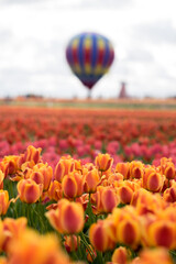 Fototapeta premium Tulip Farm, Portland, Oregon