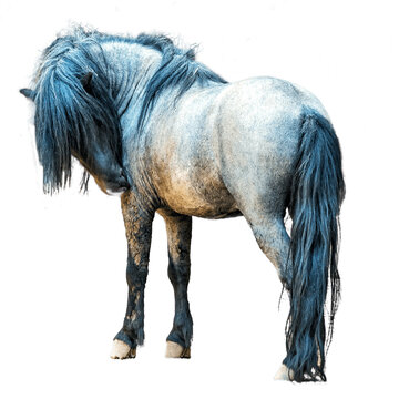 Shetland pony, standing sideways. Isolated on white background.